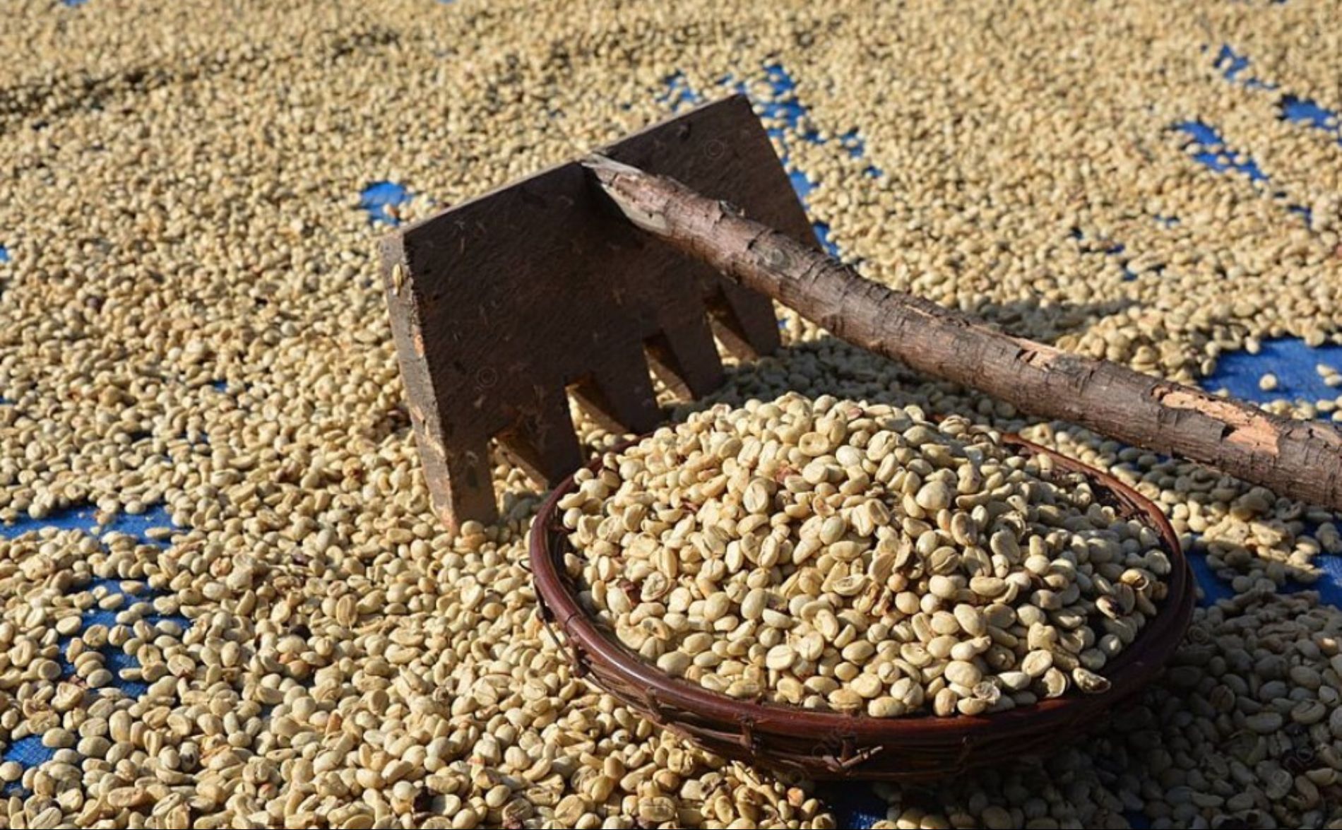 Tour del Café