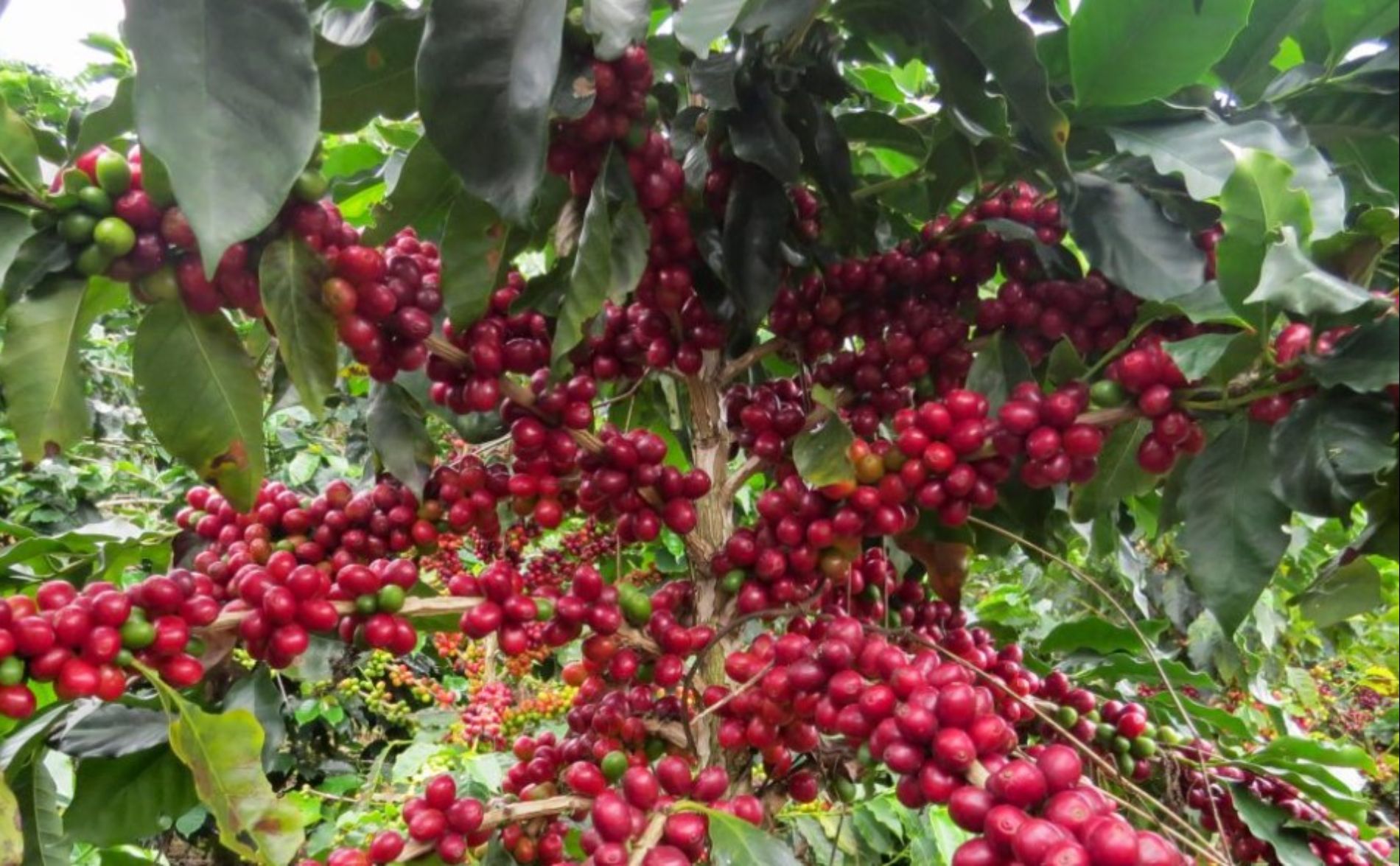 Tour del Café